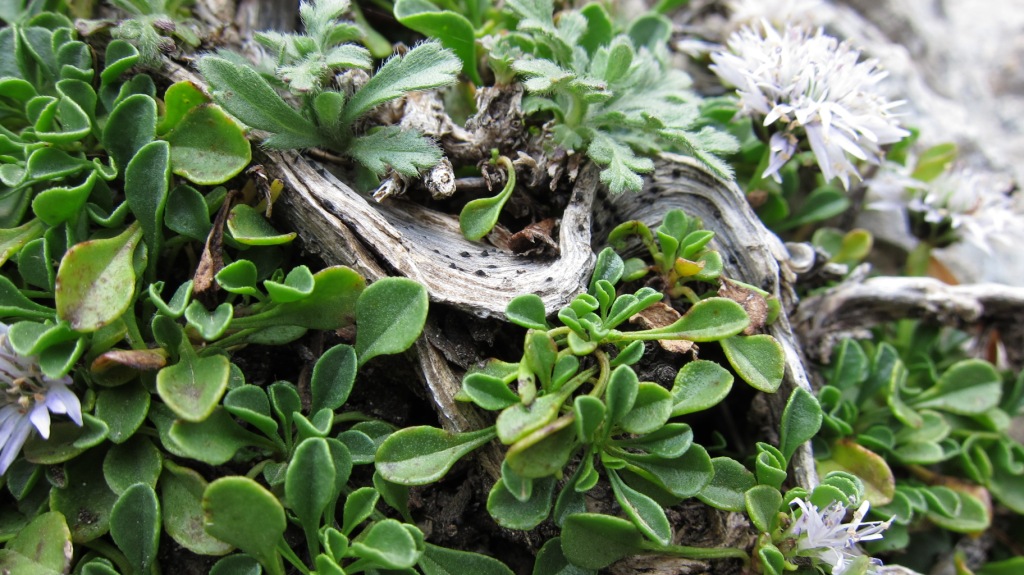 Globularia cordifolia subsp. neapolitana